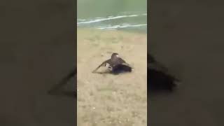 Burung Elang Meyerang Bebek Atau Itik