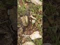 Tünel bulduk ama tıldımlı yılanlar var
