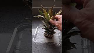 Can you grow pineapple in Southern Ontario?#gardening