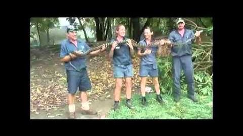 Big Amethystine Python.mov