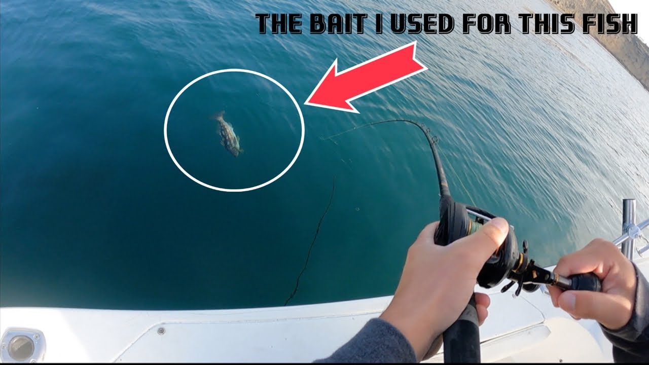 The WINTER time BAITS YOU NEED for calico bass fishing in the kelp!(THE BEST BAIT EVER) YouTube