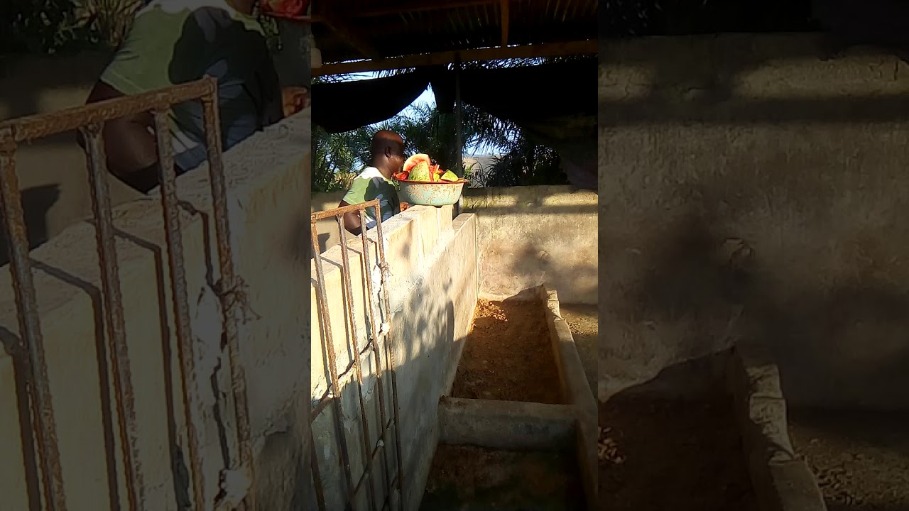 Pig farming in Ghana Volta region Dzodze