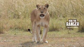 Lioness FALLS ASLEEP Whilst Stalking Prey!! | Lalashe Maasai Mara Safari