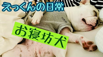 Nan Nan Back Skip Navigation Search Search Sign In 1 Unavailable Video Is Hidden Play All えっくんの日常編 99 Videos 62 Views Last Updated On Oct 30 21 効果音なしのシンプルな動画 えっくんのよりリアルな様子を動画にしてます エリー