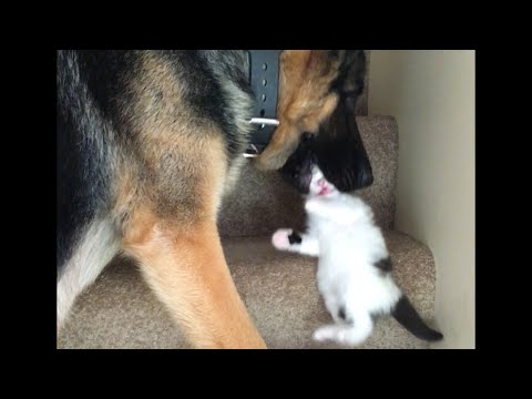Dog Carries Kitten Upstairs