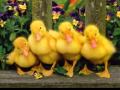 Quack Ringtone