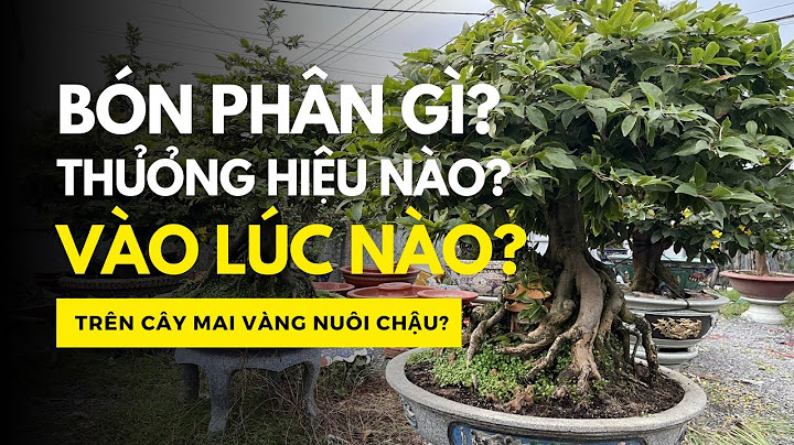 Màu sắc l và b của xơ bông là gì năm 2024