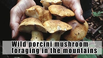 Wild Boletus Mushroom Foraging Adventure