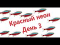 Красный неон. 3 День. Отметали 6 пар. Параметры воды