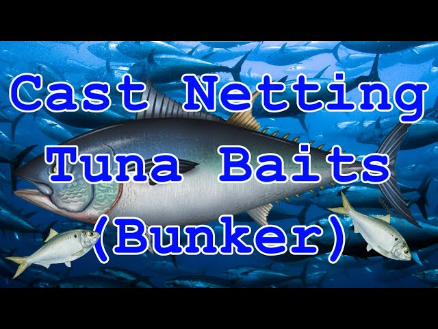 Cast Netting Tuna Baits & Chum (Bunker) 