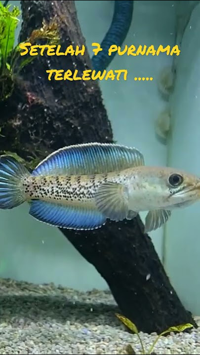 the angger channa stewartii / assamese snakehead