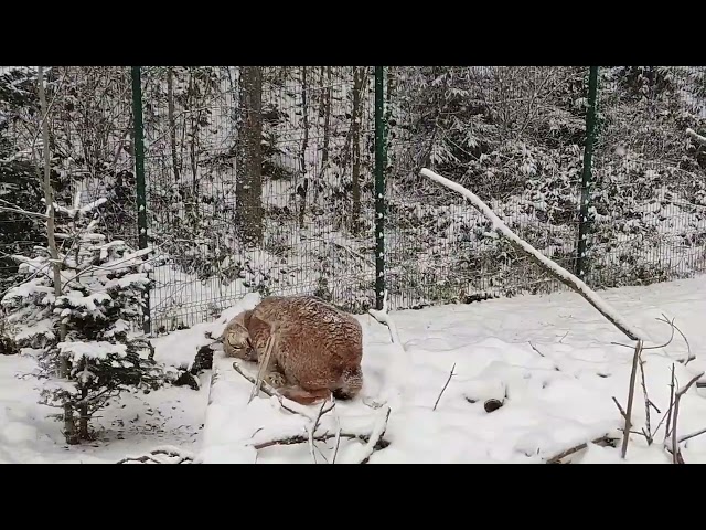 Sněžné radovánky rysí samice Zory