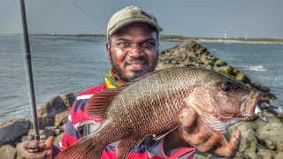 Mangrove Jacks Catching BACK to BACK |  Z-man dieZel minnowZ swimbait 4in | Tamil meenavan fishing