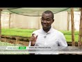 SEEDLING PROPAGATION|| FARM KENYA