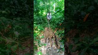 Tiger Cheetah284 Attack youtubeshortscheetah shorts
