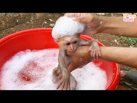 Little Monkey BiBi loves to bathe with soap bubbles