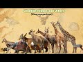 Giraffids hippos and others  size comparison all 4 animals species