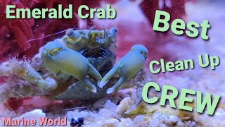 Marine Clean Up Crew Emarald Crabs for Bubble Algae Removal (Marine World)