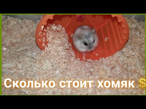 Видео: Сколько стоит хомяк?