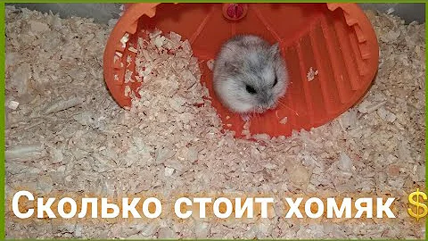 Сколько стоит хомяк./Цена хомяка.
