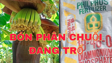 BÓN PHÂN CHO CHUỐI ĐANG TRỔ VÀI BẮP