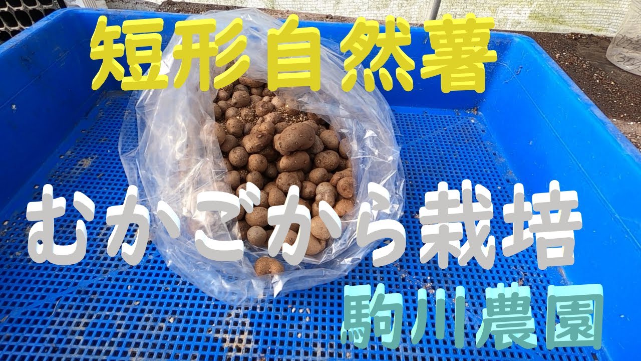 Introducing This Year's Yam Cultivation Methods: Short-form