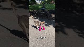 Owners Save Dog Without Legs With New Prosthetic Paws!