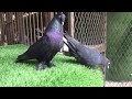 Takla Atan Güvercinler  ( Derleme part 1 ) Sökük güvercinler Tumble Pigeons