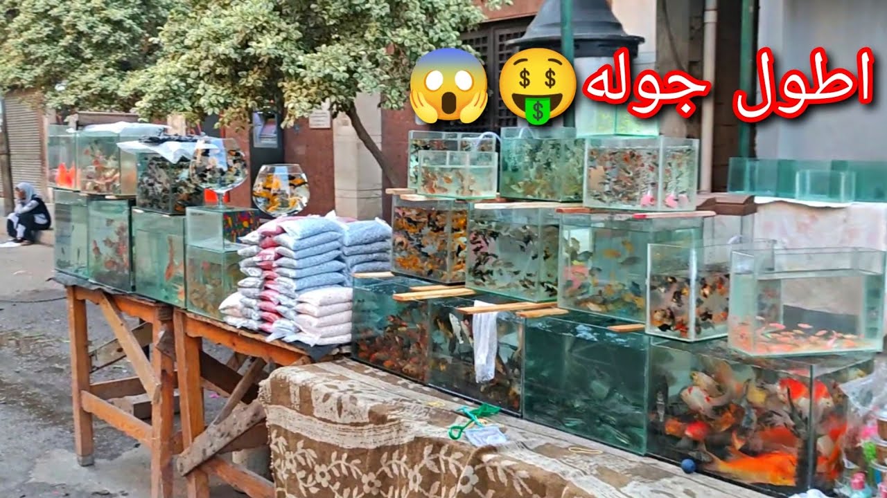 اسعار سوق الجمعه اسماك الزينه الجرامي ب 2 جنيه🤑🤑🤑😱🤯اطول جوله