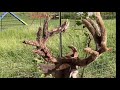 Pulling velvet from antler Episode 89 whitetail buck shedding velvet on camera