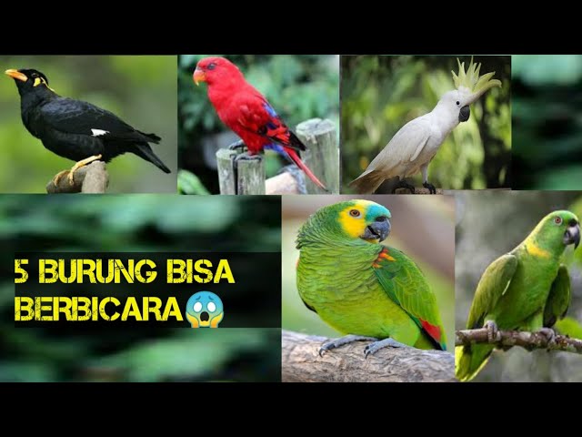 5 Jenis Burung Terpintar Bisa Menirukan Suara Manusia class=