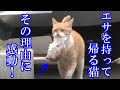 【感動】みんなに愛される地域猫。 しかし、エサには一切口をつけない。その理由に心が揺さぶられる。【涙が出る話】