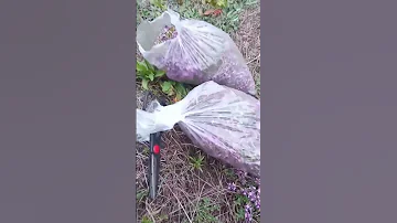 Чабрец.Чай из чабреца заготовка на зиму