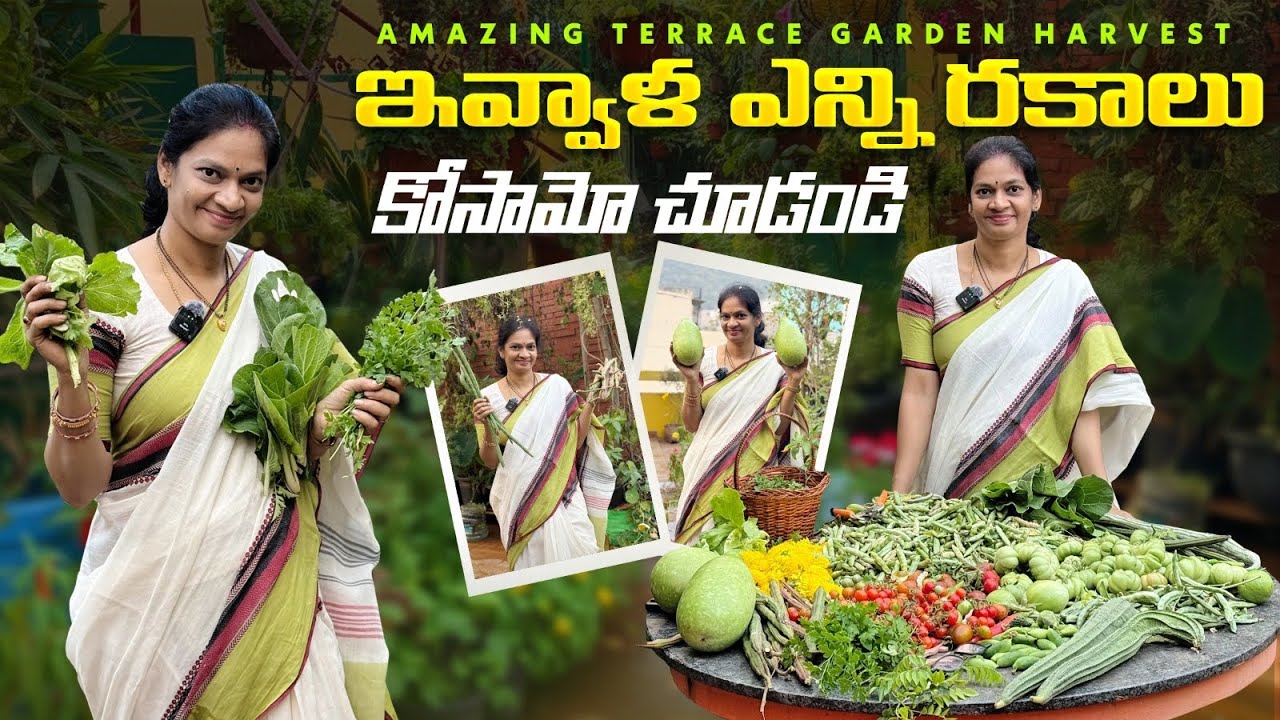 Terrace Garden Harvest/ఏ సీజన్ అయినా మన టేబుల్ కూరగాయల్తో ఇండాల్సిందే @MADGARDENER  #garden  #plants
