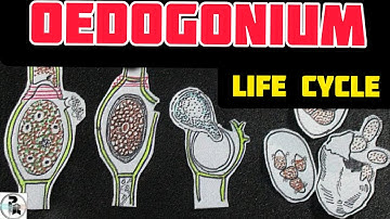 Oedogonium Life cycle @paperpenbiology