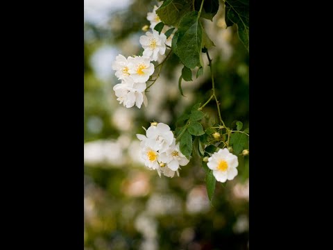 A Broader Look at a Small Word