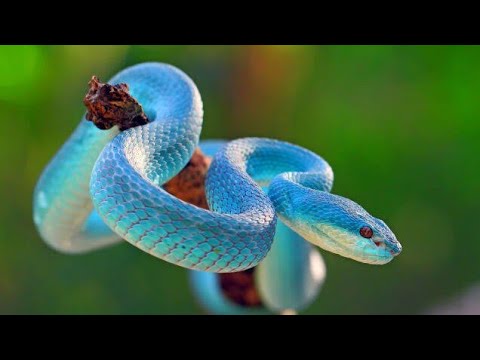 Frente Azul Víbora Cobra Closeup Víbora Cobra Azul Insularis