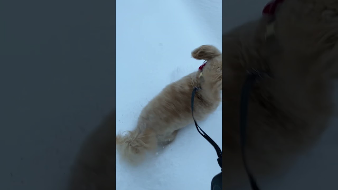 The snow is too deep for Willie 