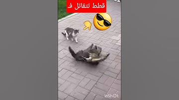 قطط تتقاتل#قران كريم#راحه نفسيه#اقوا مقاطع حيوانات#حالات واتس اب#واتس #حاله#قطة#قطط#funny#cat