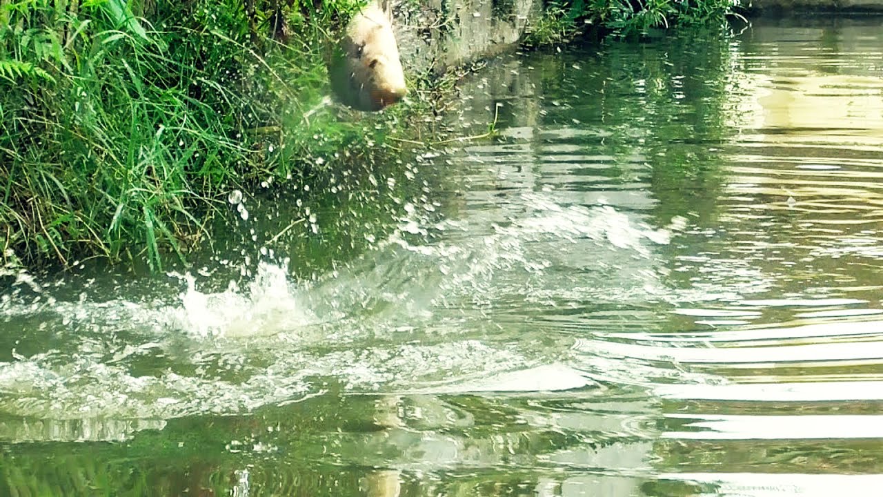 Mancing Borongan Ikan Gurame Bawal dan Nila harga 1.8 Juta