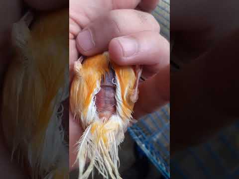 مرض الامعاء عند الكناري وطريقة علاجه