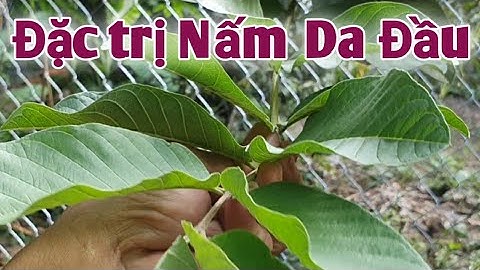 Bài thuốc trị Nấm da đầu. PHAN HẢI Vlog.