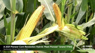 A 2021 Pioneer Corn Revolution Hybrid: Meet Pioneer® brand P1716Q™