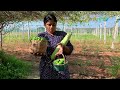 సహజ పద్దతిలో పేను బంకను నివారించే యత్నం|| B Like Bindu Farm Series