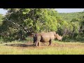 Rhino Itching = Rhino Scratching