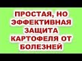 Простая, но эффективная защита картофеля от болезней.  Узнайте секретный рецепт