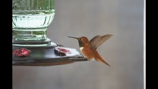 Rufous Hummingbirds 2019 by West Coast Gal 149 views 5 years ago 1 minute, 26 seconds