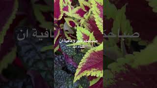 صباحكم خير وعافية ان شاء الله