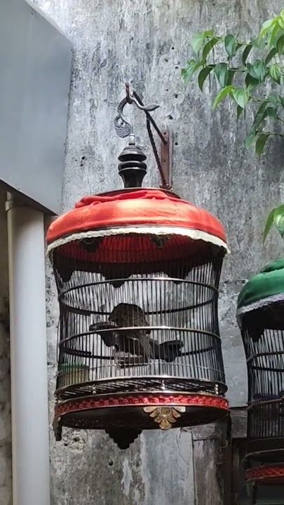 Jenis Suara Bedah Karang, pengundang perkutut lain datang