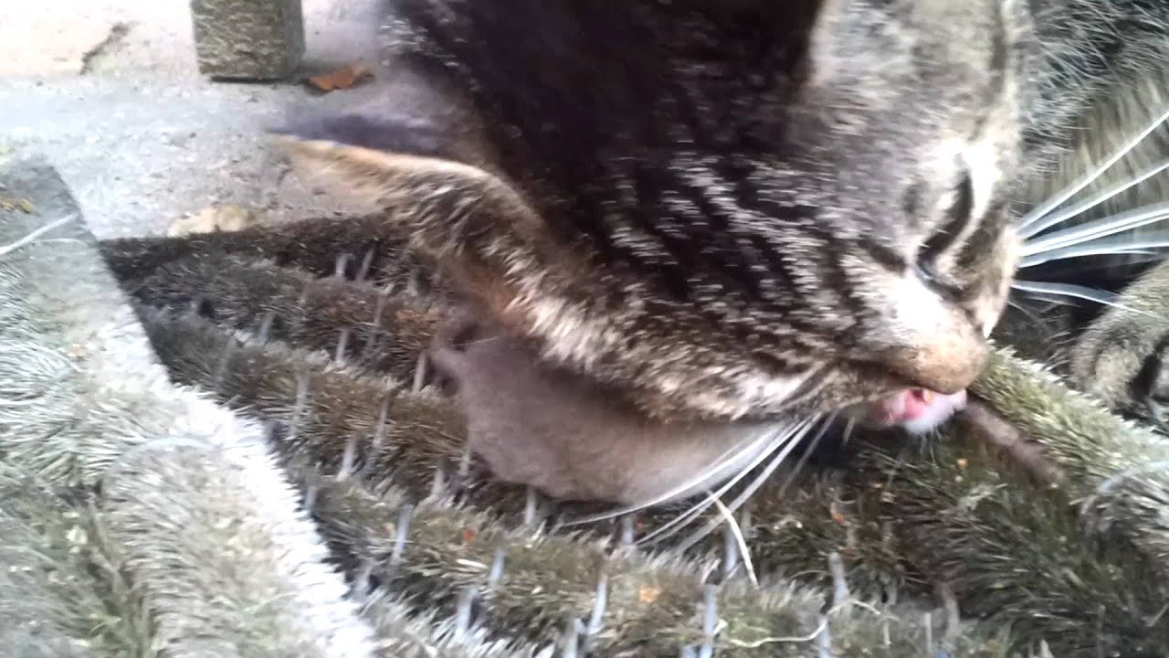 cat rat cat eats a whole rat cat rat cat eats a whole rat